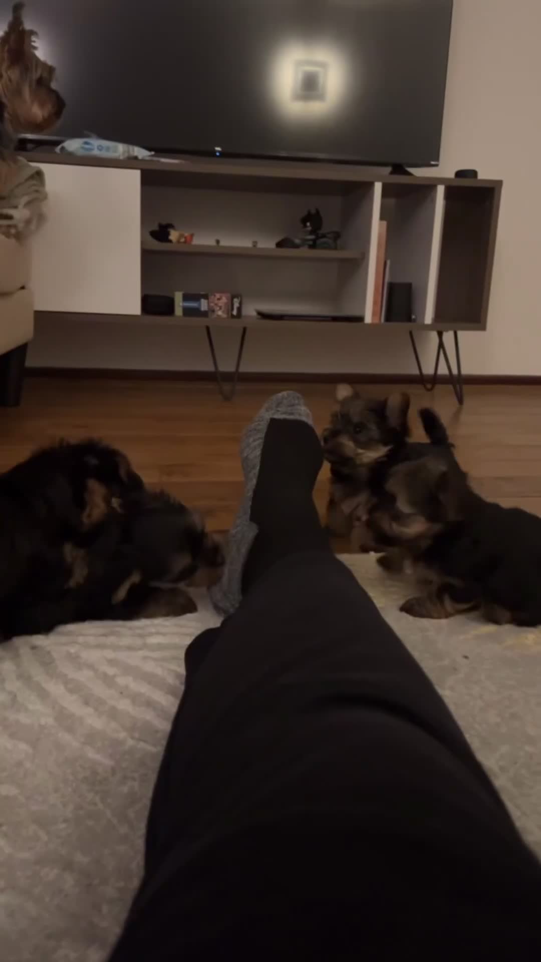 Yorkshire Terrier dogs for sale: ONLY 1 LEFT!! Purebred miniature Yorkshire Terrier - Video 3