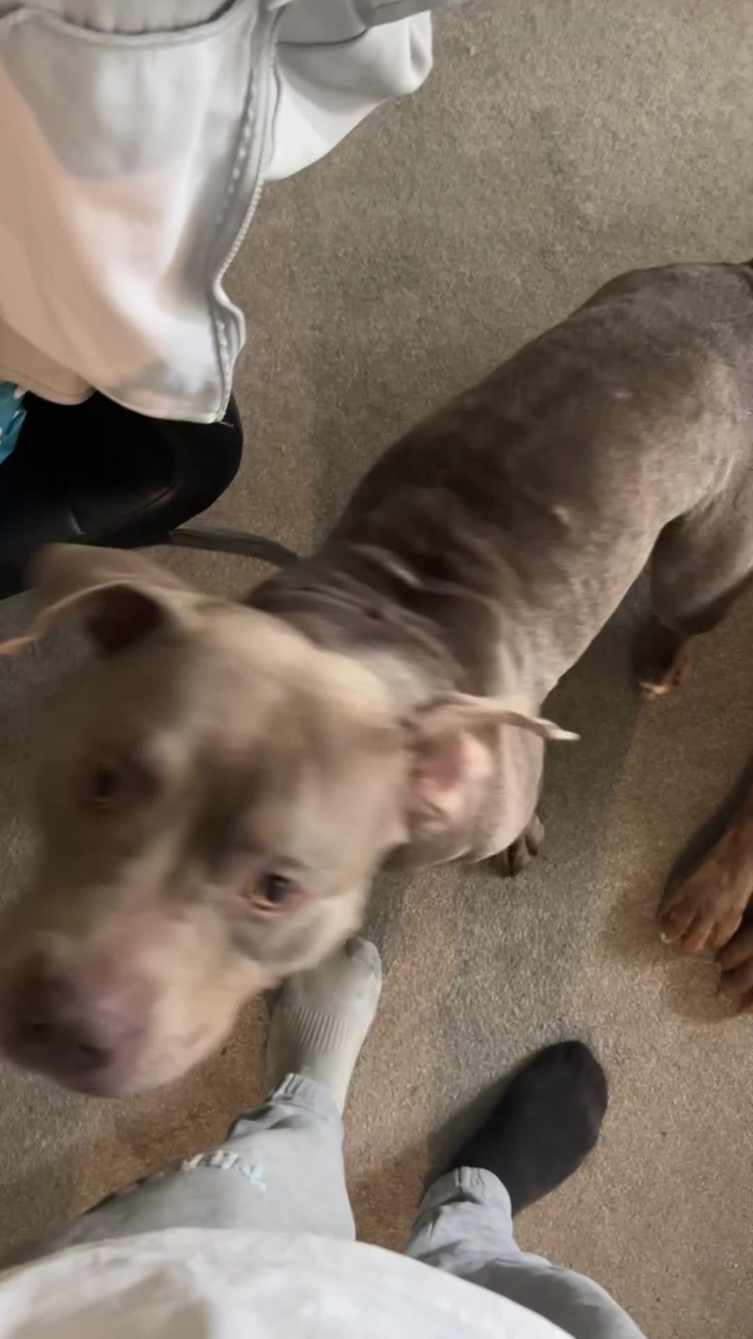 American Bulldog dogs for sale: American bulldog female  - Video 3