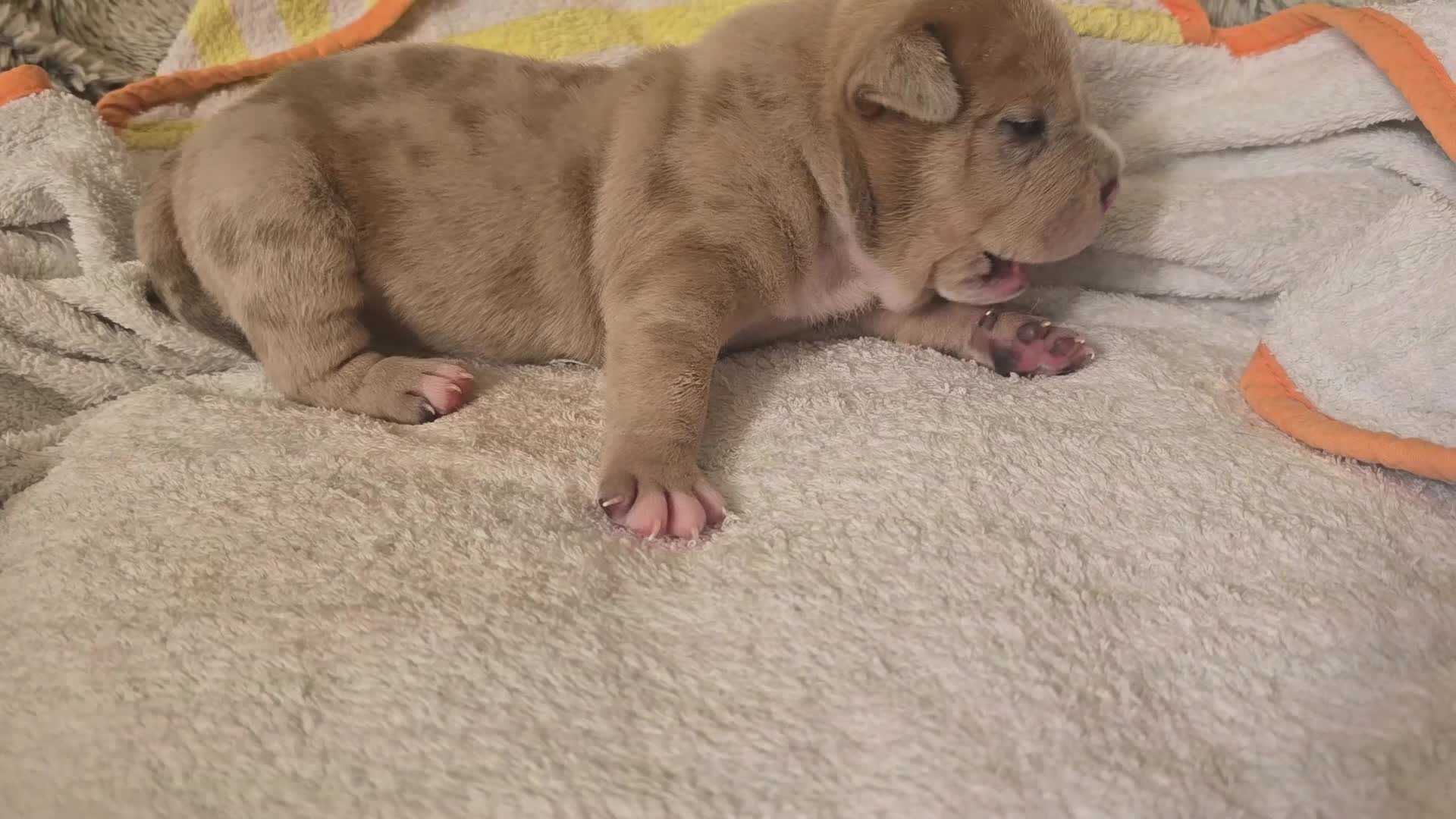 American Bully dogs for sale: Exclusive ABKC Pocket Bullys - Champ Bloodlines - Video 3