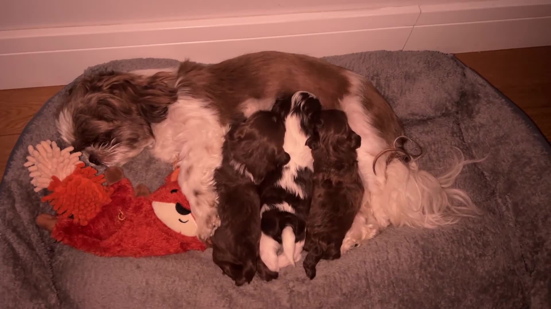 Shih Tzu dogs for sale: Beautiful Friendly imperial shih tzu boy - Video 1
