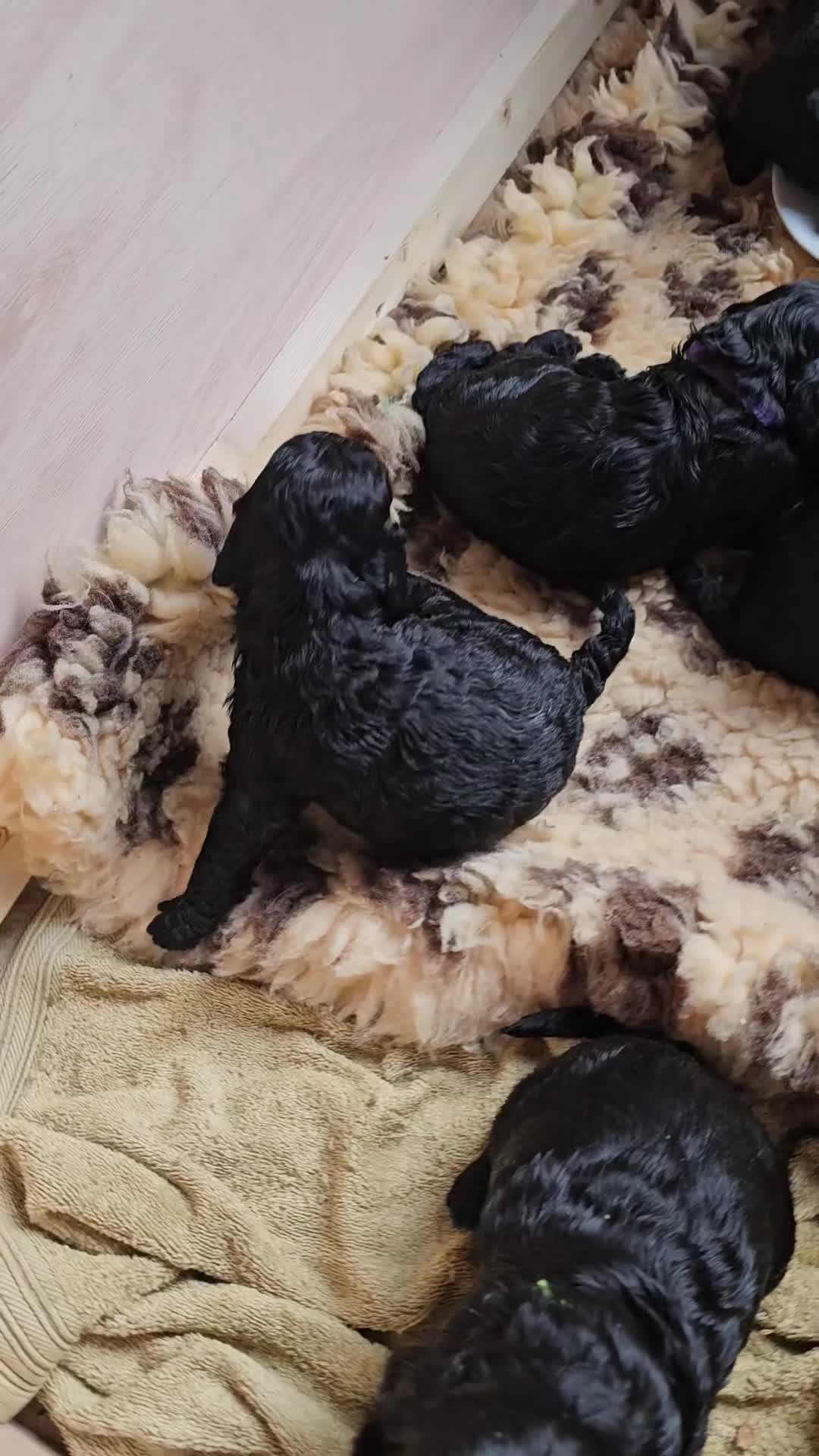 Cockapoo dogs for sale: Beautiful Cockapoo puppies - Video 2