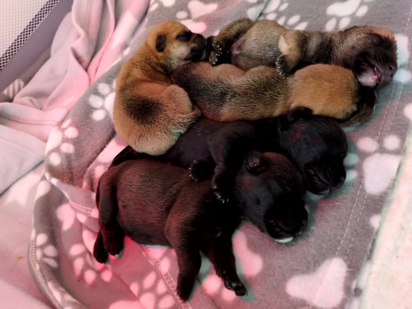 Mixed Breed dogs for sale: 2 Beautiful girl puppies  - Video 3