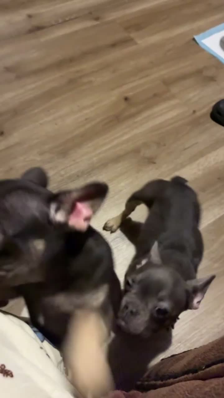 French Bulldog dogs for sale: 2 pedigree french bulldog girls  in Birmingham - Video 1