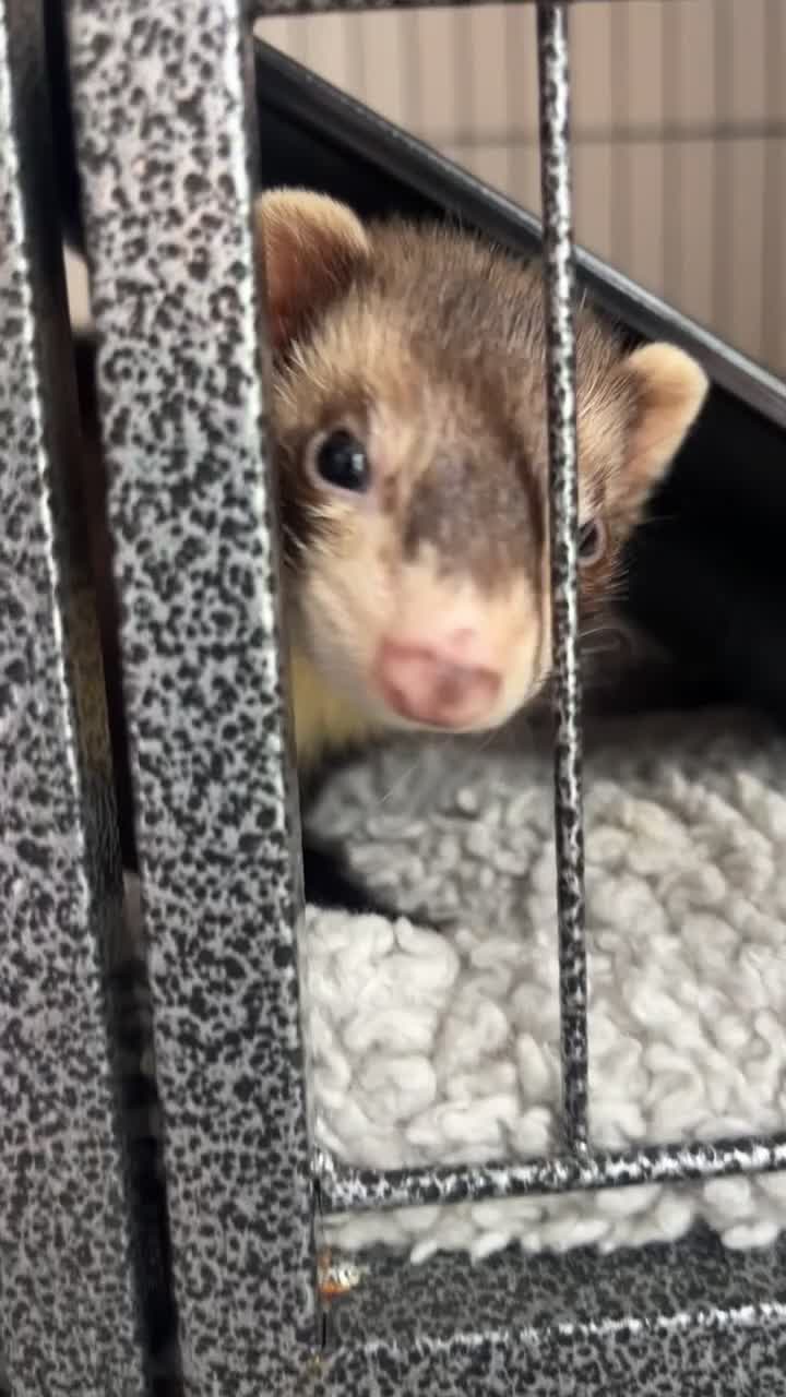 Ferret rodents for sale: Ferret for sale  - Video 1