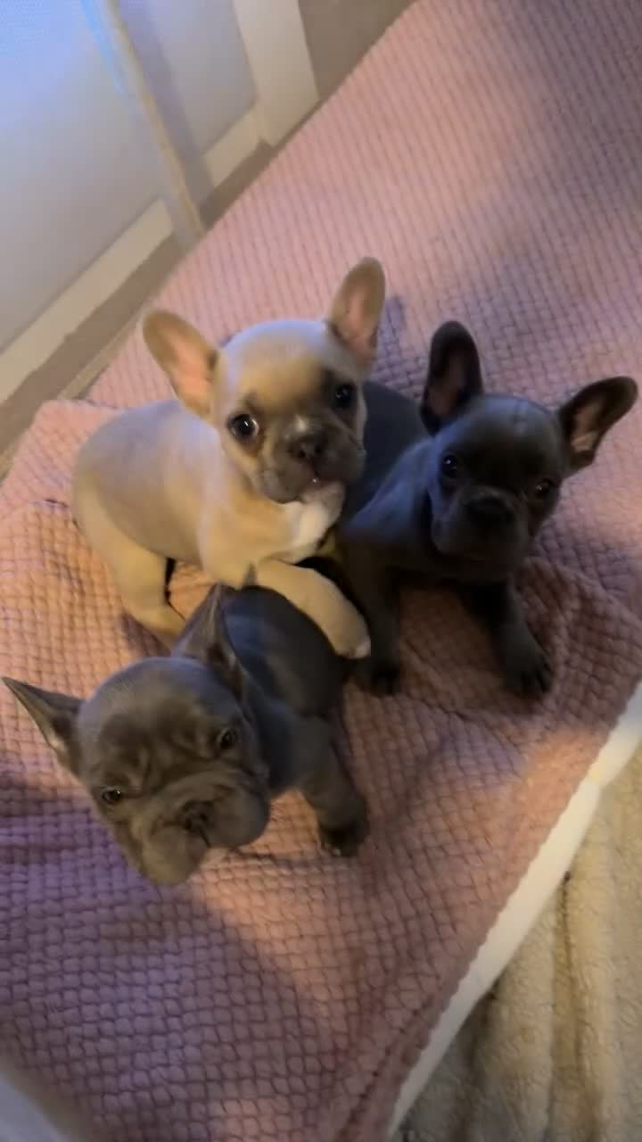 French Bulldog dogs for sale: champion french bulldog pups - Video 3