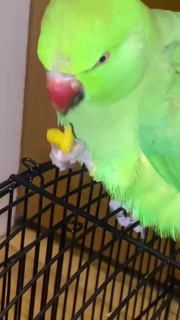 Ringnecks birds for sale: Green Indian ring neck tamed  - Video 2