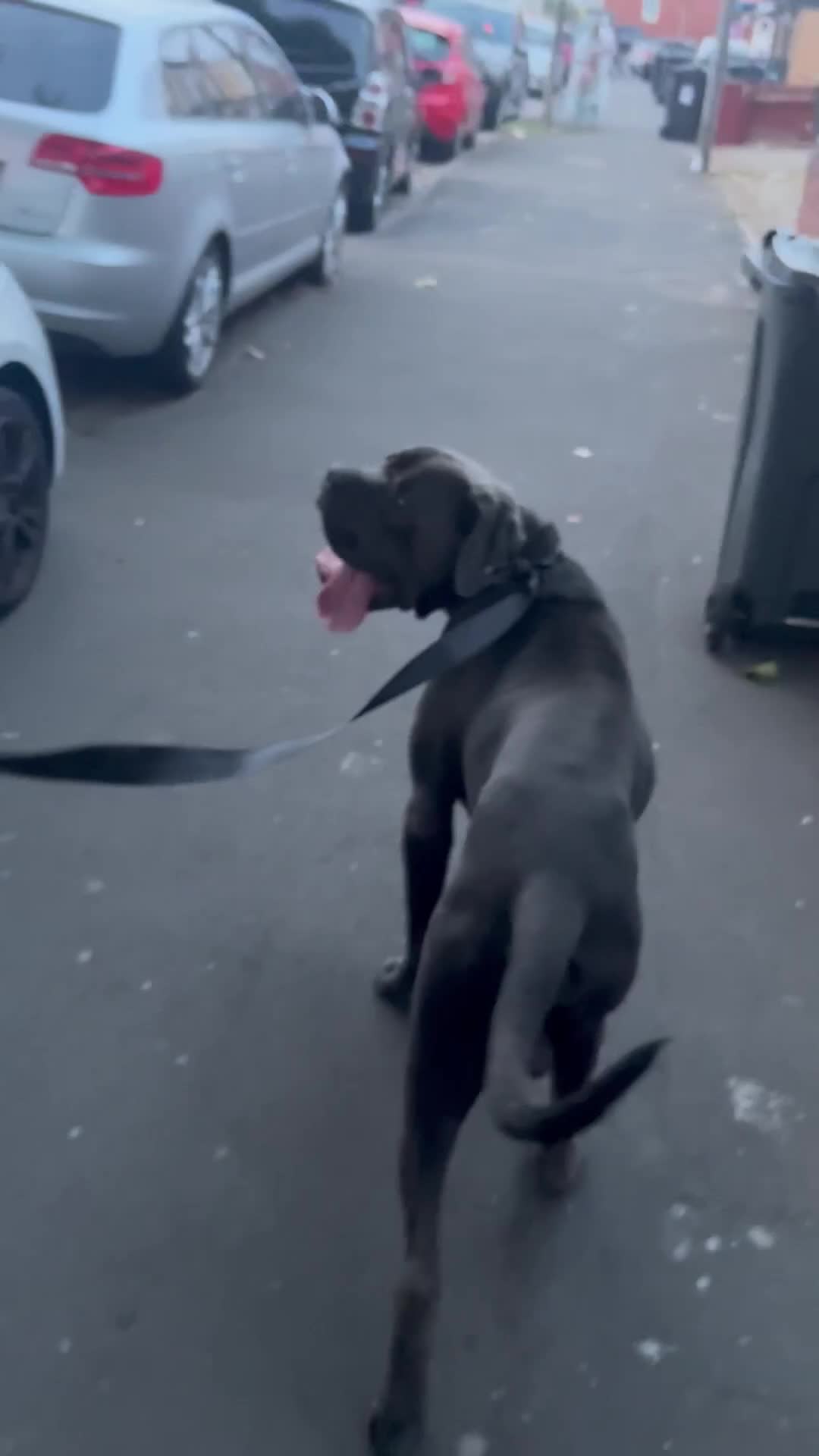 Cane Corso dogs for sale: CANE CORSO 15 MONTHS OLD*MUST GO TO A GOOD HOME - Video 1