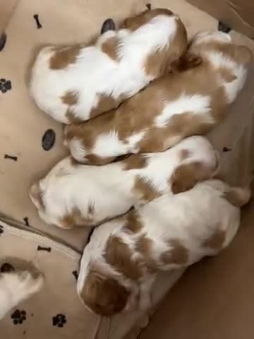 Cavalier King Charles Spaniel dogs for sale: Adorable Purebred Cavalier puppies - Video 1
