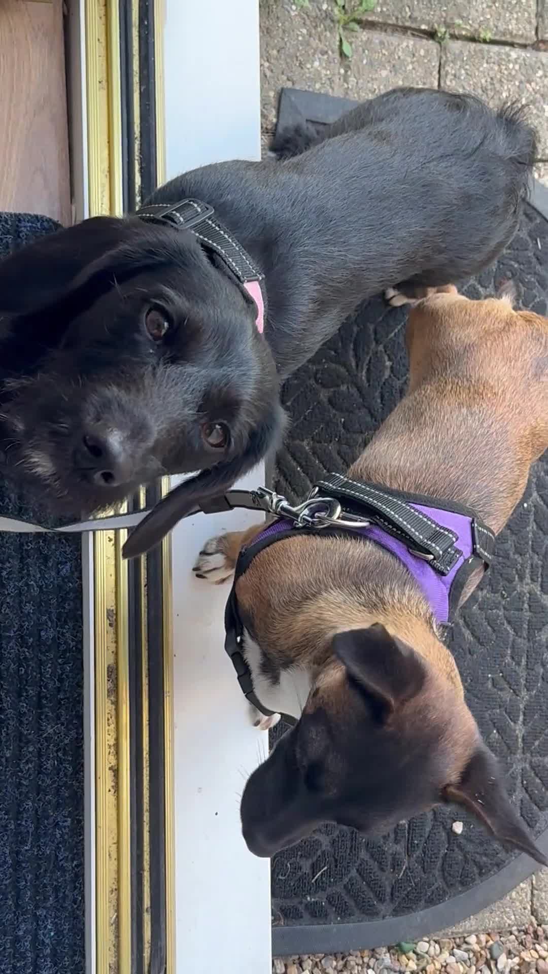 Mixed Breed dogs for sale: Doxiepoo (2yrs) and chihuahua (9months) rehoming in Ashford - Video 3