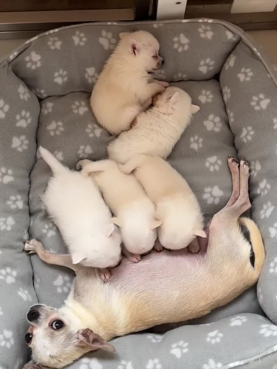 Pomchi dogs for sale: Super TINY white chihuahua x Korean Pom READY NOW - Video 1