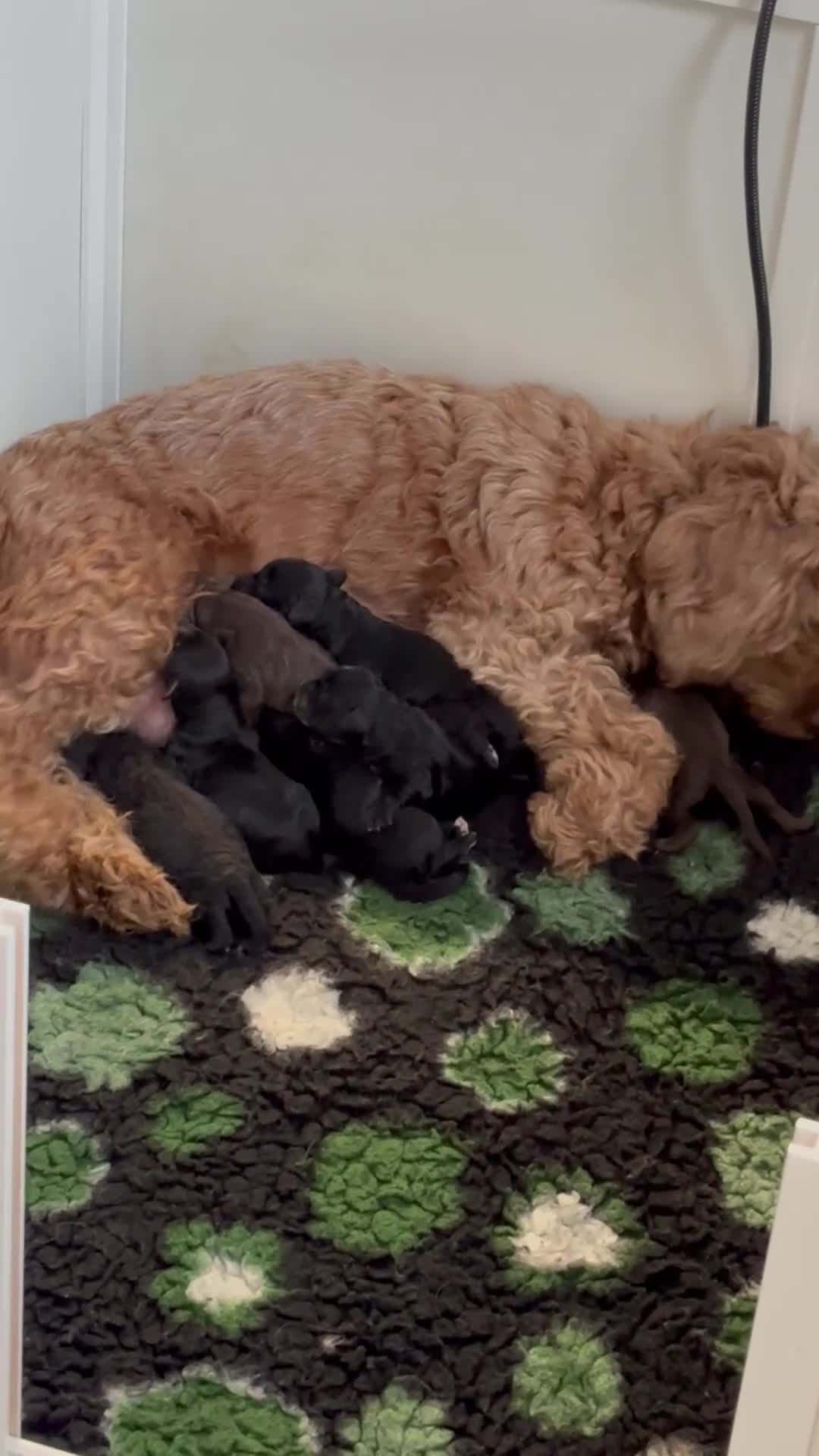 Cockapoo dogs for sale: Adorable F2 cockapoo’s  - Video 1