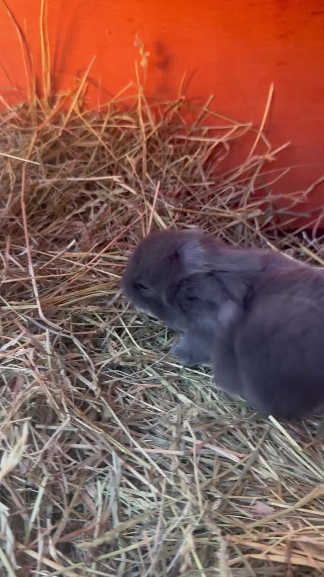 Mini Lop rabbits for sale: Mini Lop bunnies - Video 1
