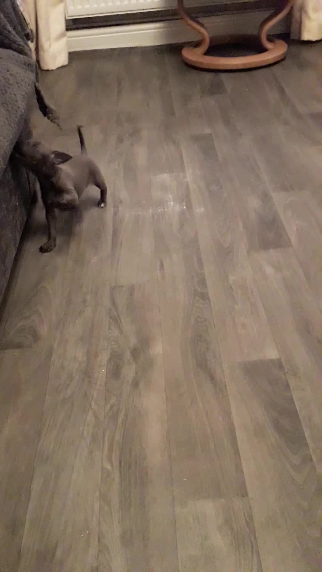 Italian Greyhound dogs for sale: Beautiful Italian greyhounds  - Video 4