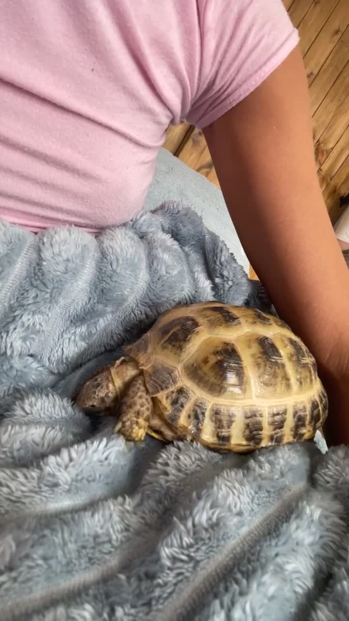 Tortoise reptiles for sale: 2 horsfield tortoises for sale  - Video 3