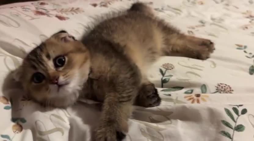Scottish Fold cats for sale: Adorable Scottish Fold golden kitten  in Mitcham - Video 2