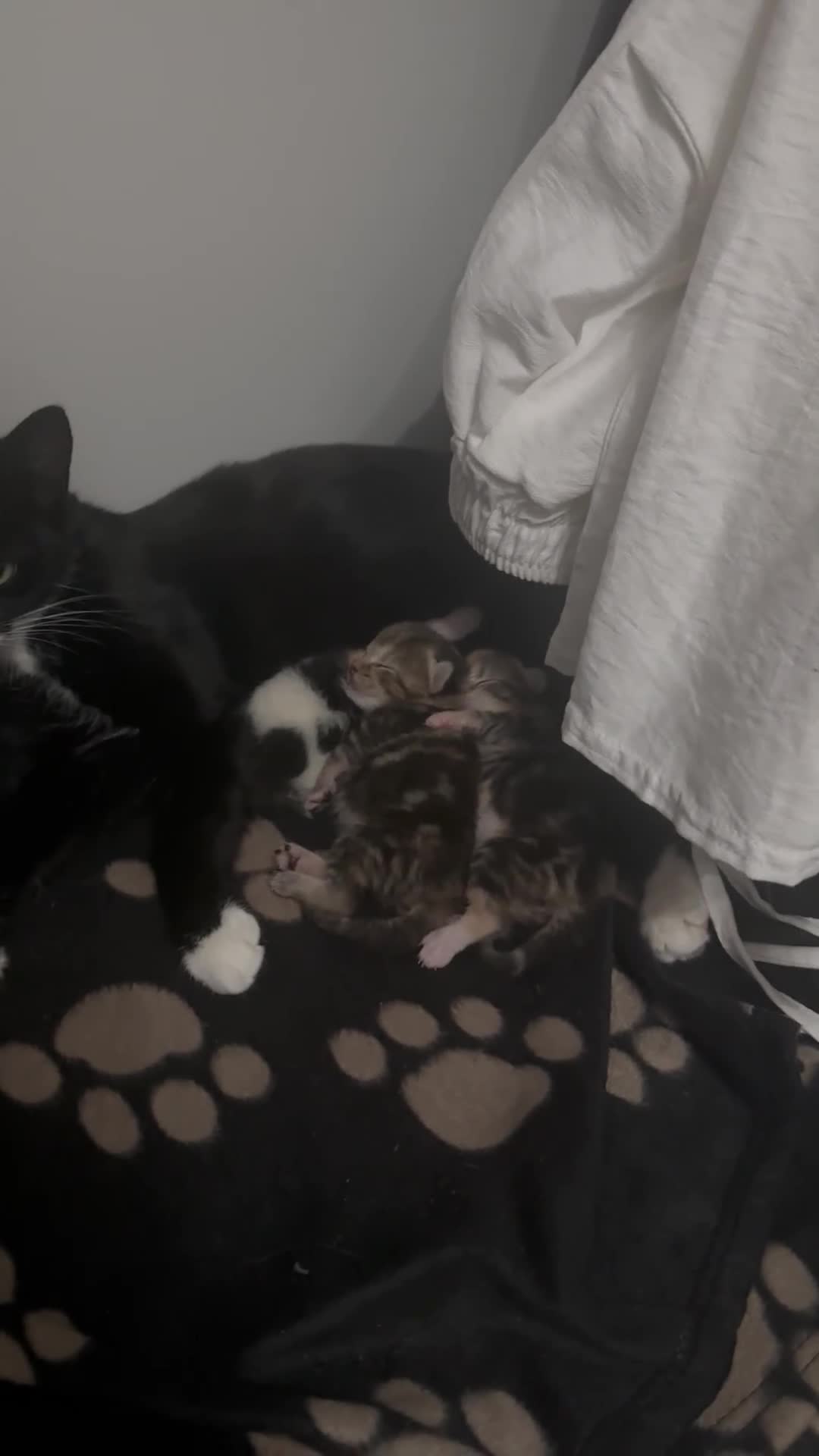 Domestic Shorthair cats for sale: Beautiful Tuxedo Mum with 3 Adorable Kittens - Video 1