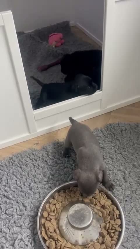 Staffordshire Bull Terrier dogs for sale: Beautiful black and blue staffy pups - Video 1