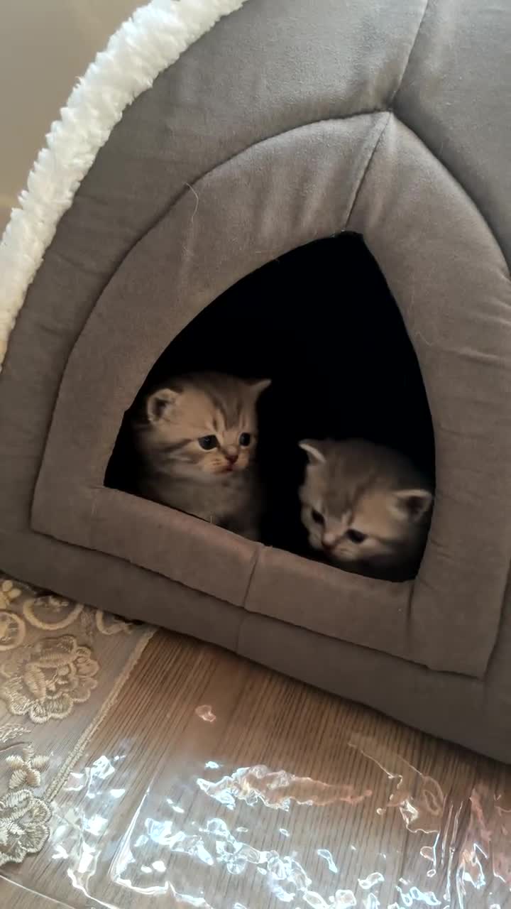 British Shorthair cats for sale: British shorthair kittens in Edinburgh - Video 5