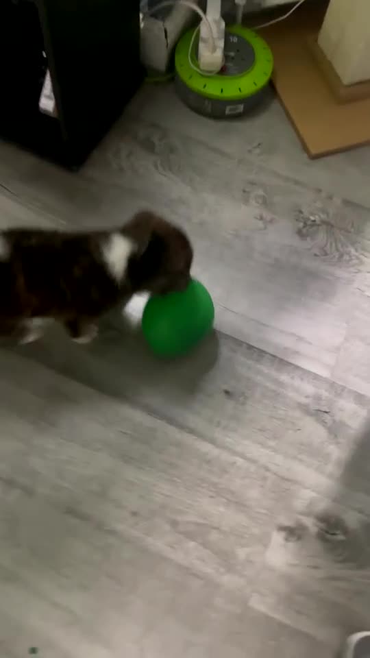 Akita dogs for sale: Akita Inu Japonese - Video 1