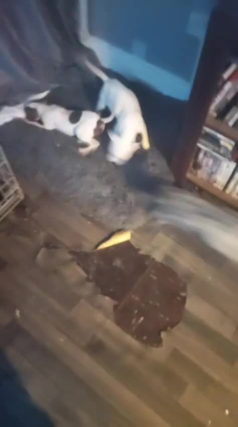 Mixed Breed dogs for sale: Mixed standard bull Mastiff x staff - Video 1