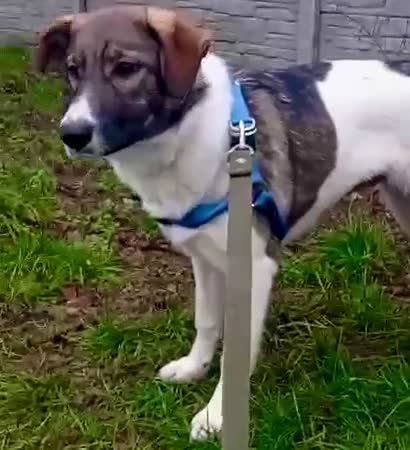 Border Collie dogs for adoption: 🐾 MILA – Female Border Collie - Video 2