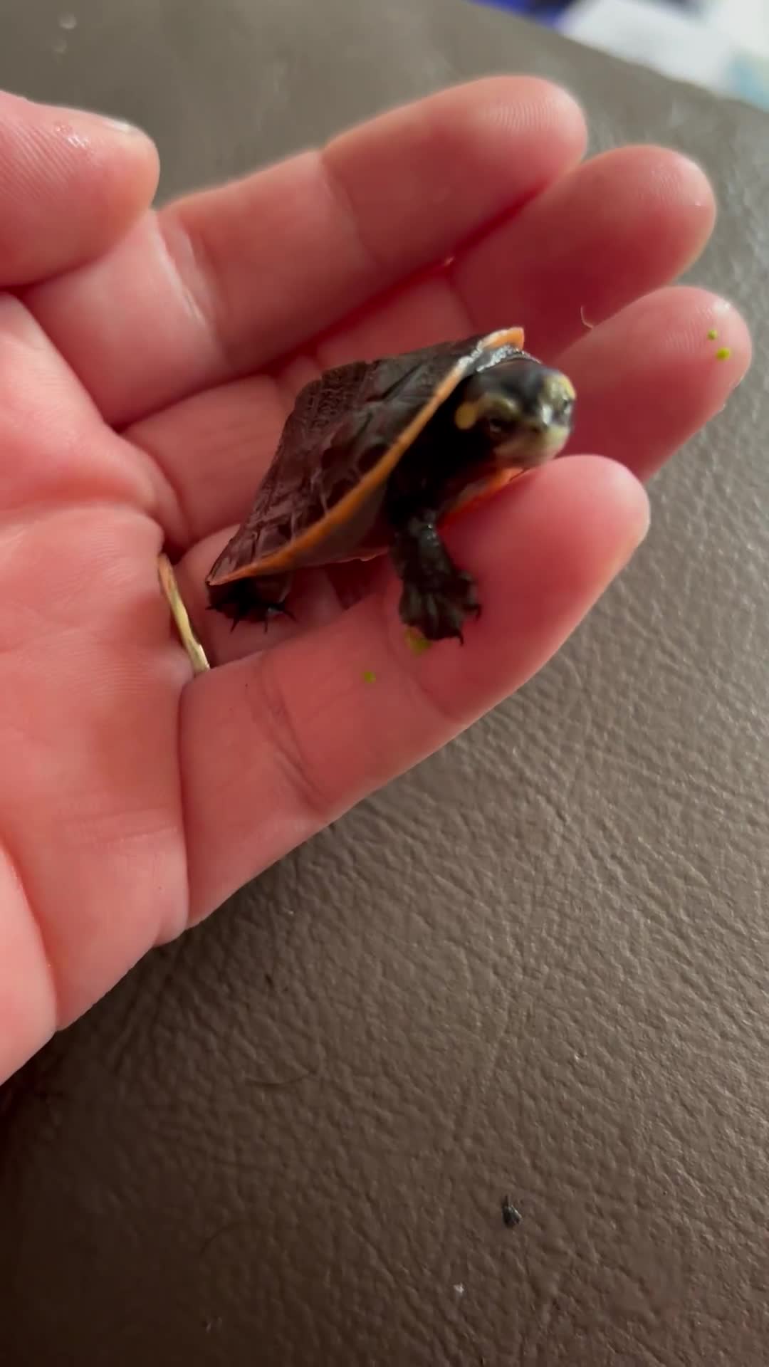 Turtle reptiles for sale: Baby pink bellied side neck turtle  - Video 2