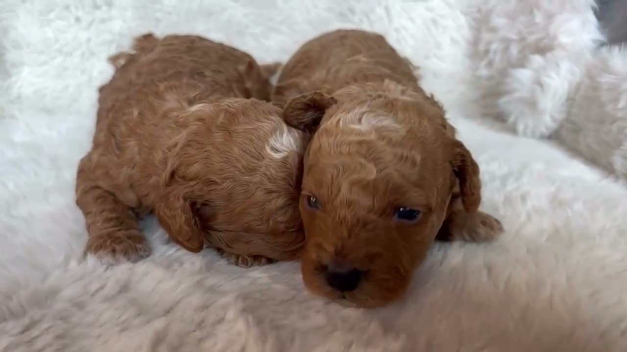 Cavapoo dogs for sale: Gorgeous litter of Cavapoo puppies  in King's Lynn - Video 2