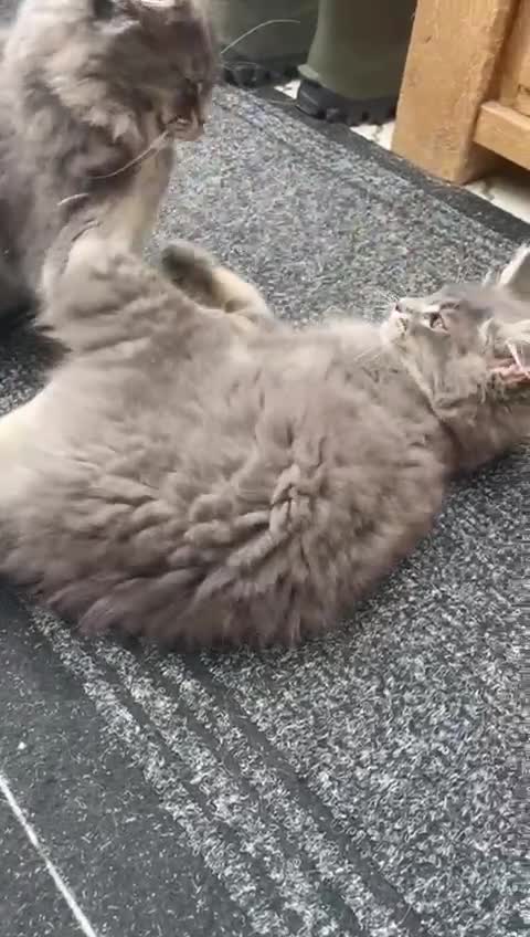Maine Coon cats for sale: Maine Coon Kittens - Video 2