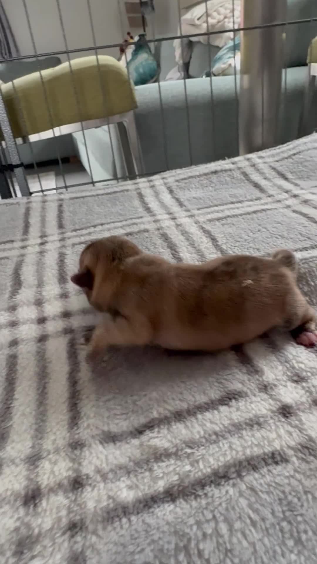 Shih Tzu dogs for sale: My beautiful pet Mango has had 5 gorheous puppies  - Video 2