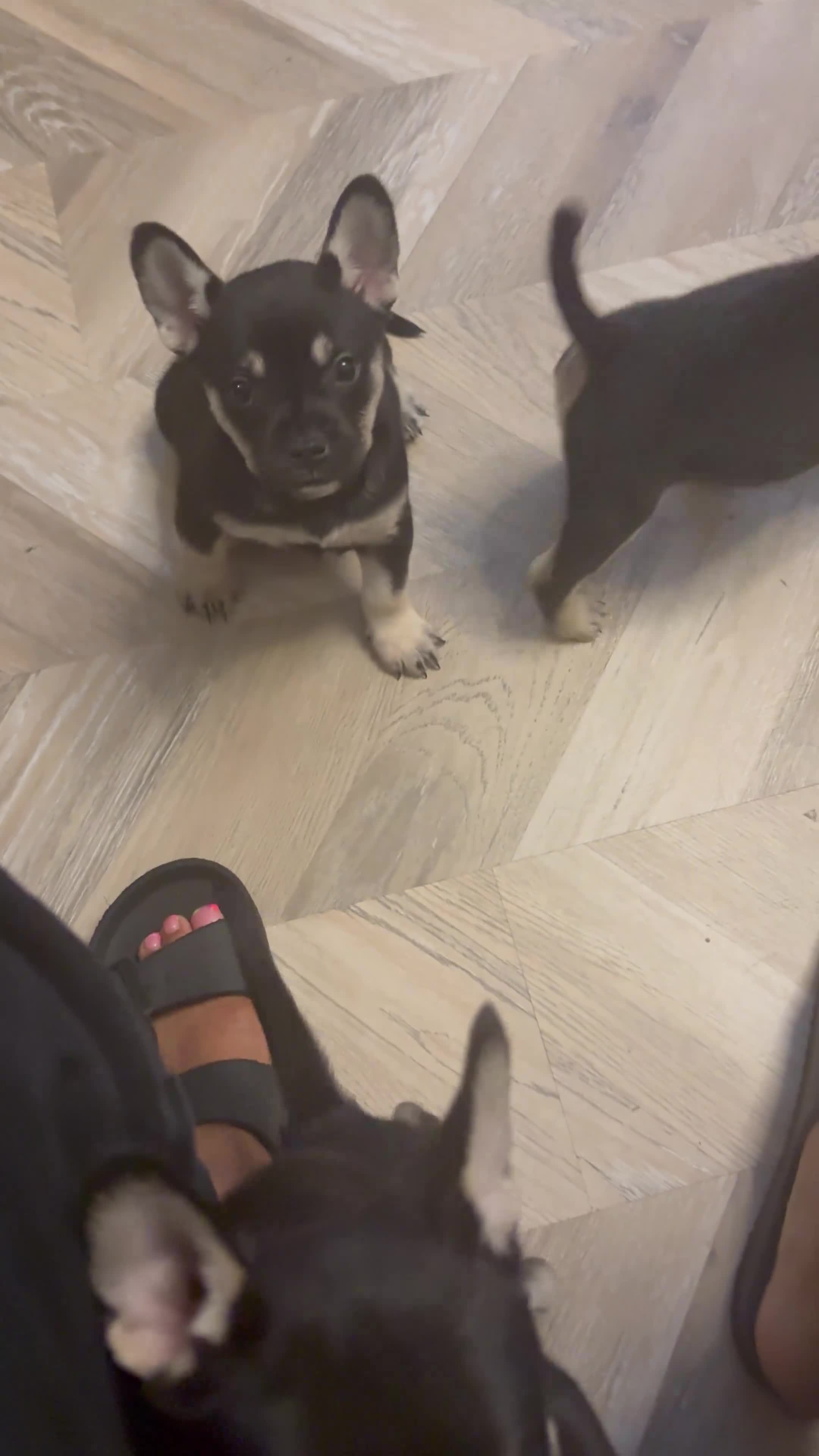 Mixed Breed dogs for sale: ❄️ Frenchski Sisters Looking for Loving families  - Video 1