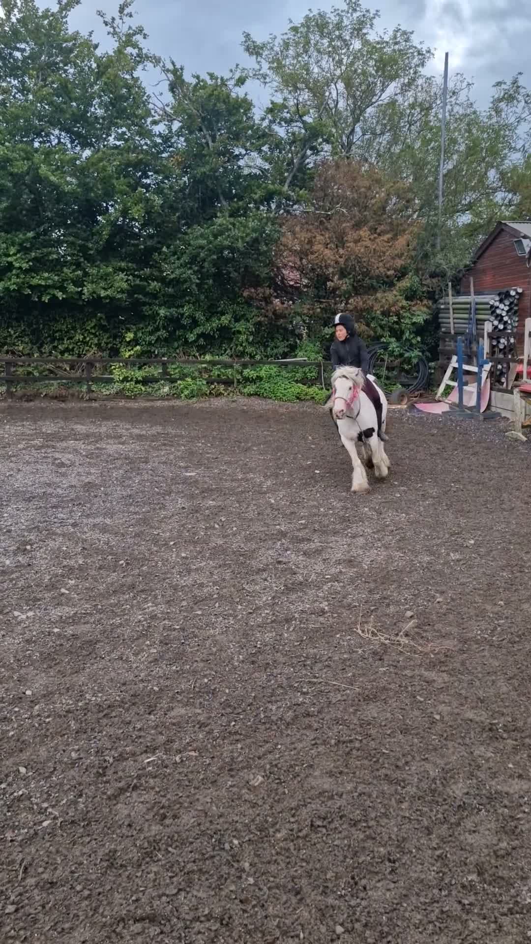 Irish Cob horses for sale: Bindi the unicorn - Video 1