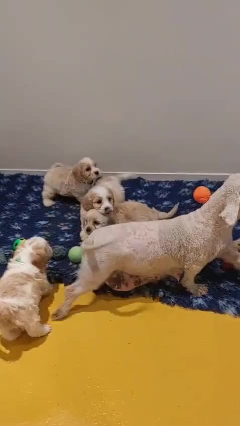 Cavachon dogs for sale: Beautiful F1 Cavachon boys 💙 - Video 1