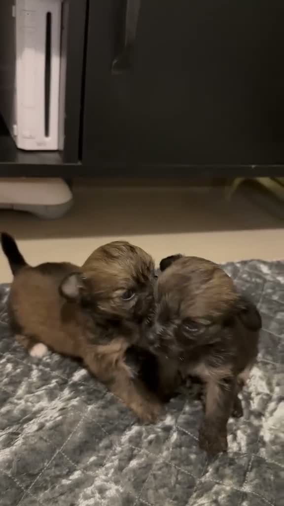 Mixed Breed dogs for sale: Chihuahua Jackapoo cross puppies in Abergele - Video 1