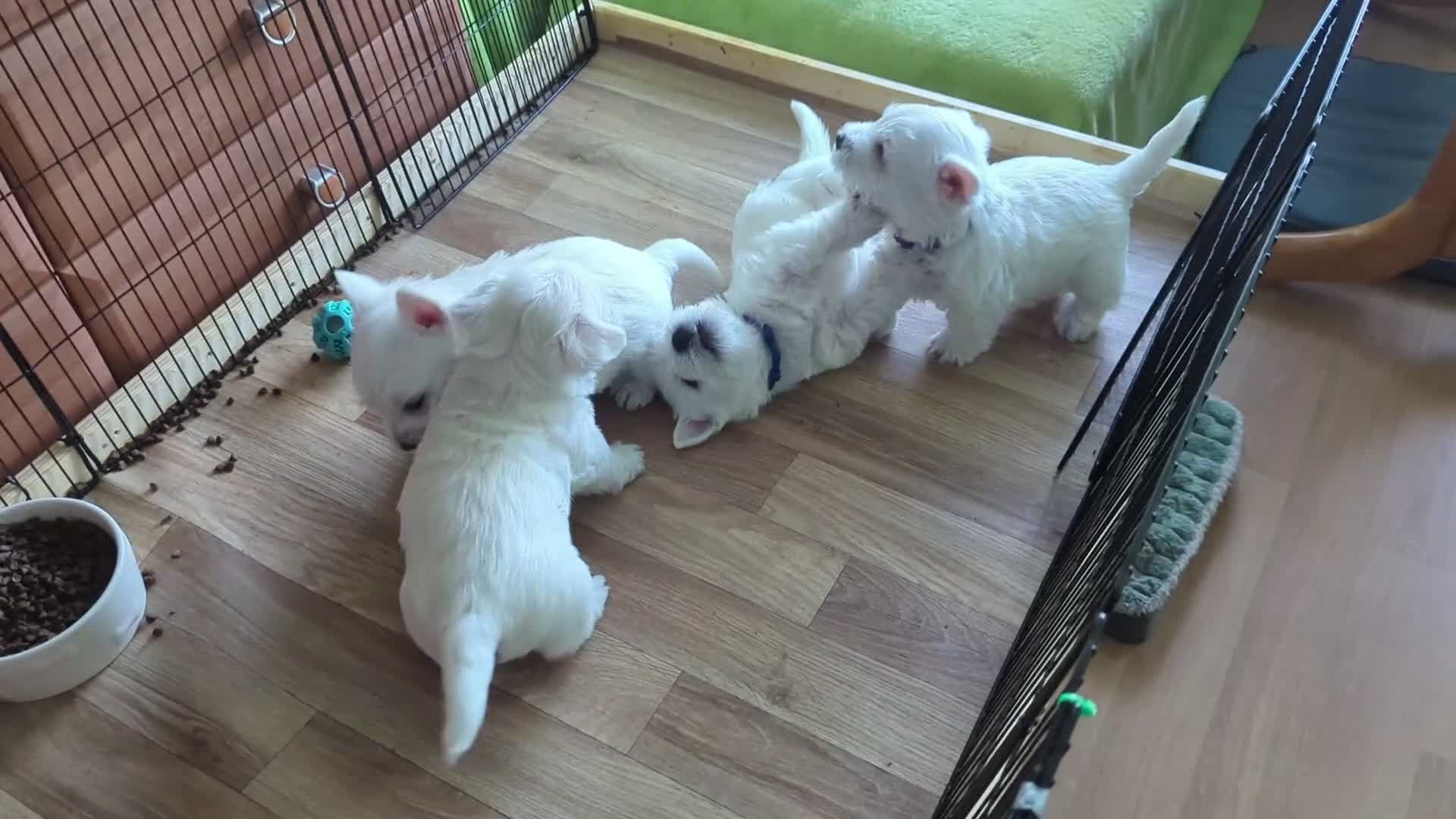 West Highland Terrier dogs for sale: Beautiful KC Registered White WestHighland Terrier - Video 1