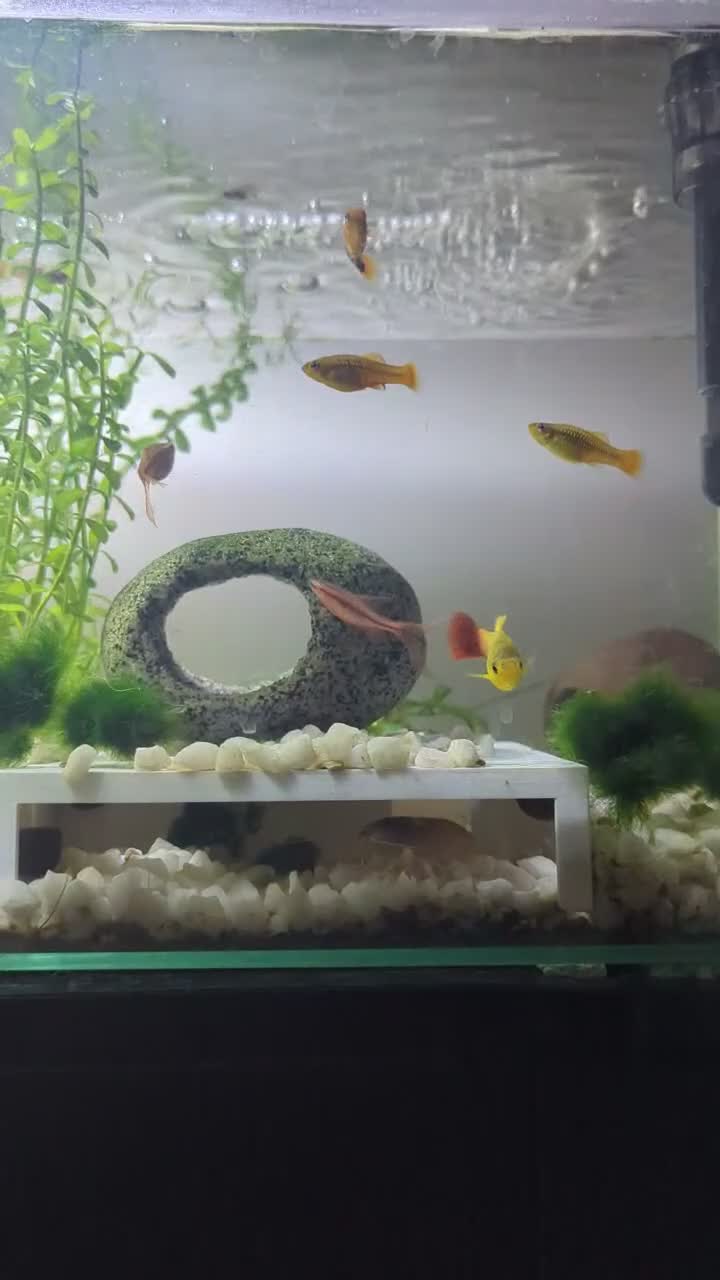 Platies fish for sale: Platies For Sale  in Southend-on-Sea - Video 1