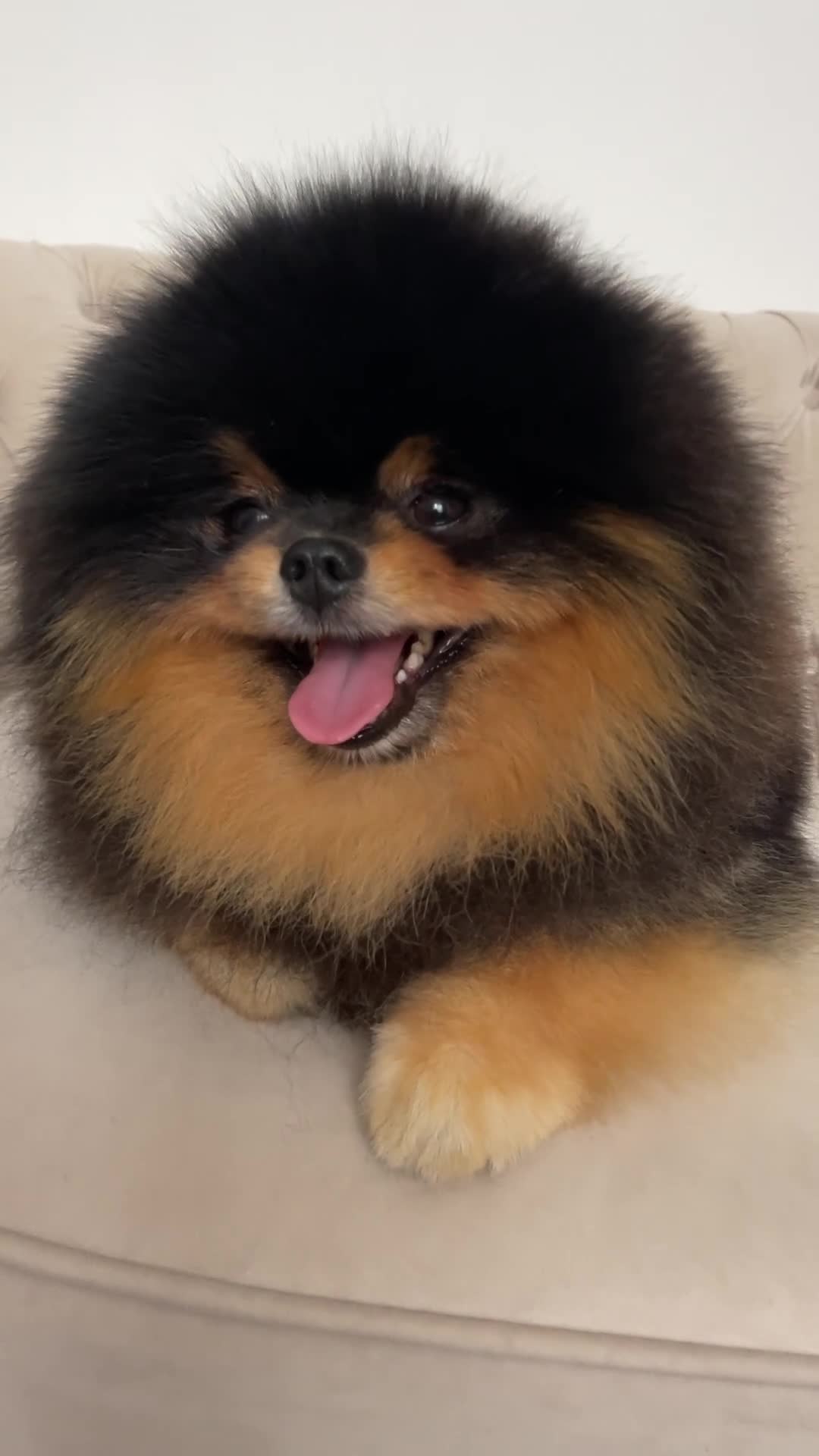 Pomeranian dogs for sale: 👑 Exclusive Rare Black & Tan Boy 👑 - Video 1