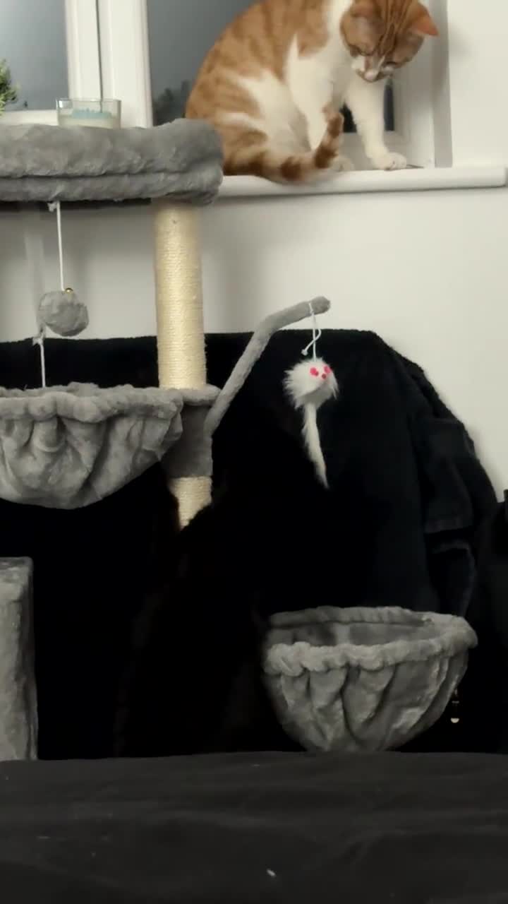 Mixed Breed cats for sale: 2 lovely kittens ready to be rehomed in Plymouth - Video 2