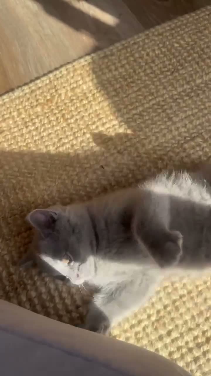 British Shorthair cats for sale: Two British Shorthair and Longhair boys - Video 2