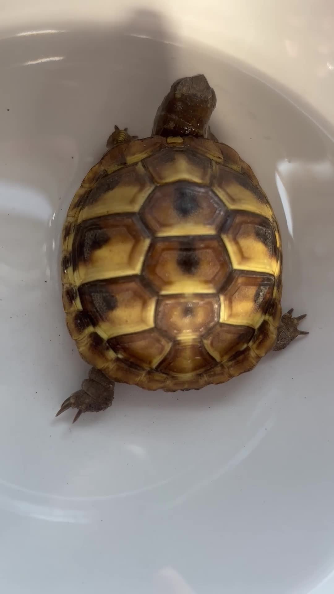 Hermann Tortoise reptiles for sale: 1.5 year old baby hermann’s tortoise - Video 1