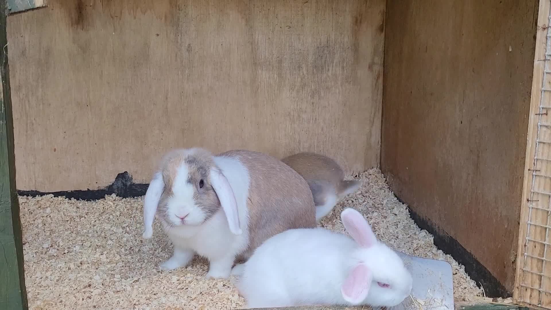 English Lop rabbits for sale: Baby Rabbits 9 available  - Video 2