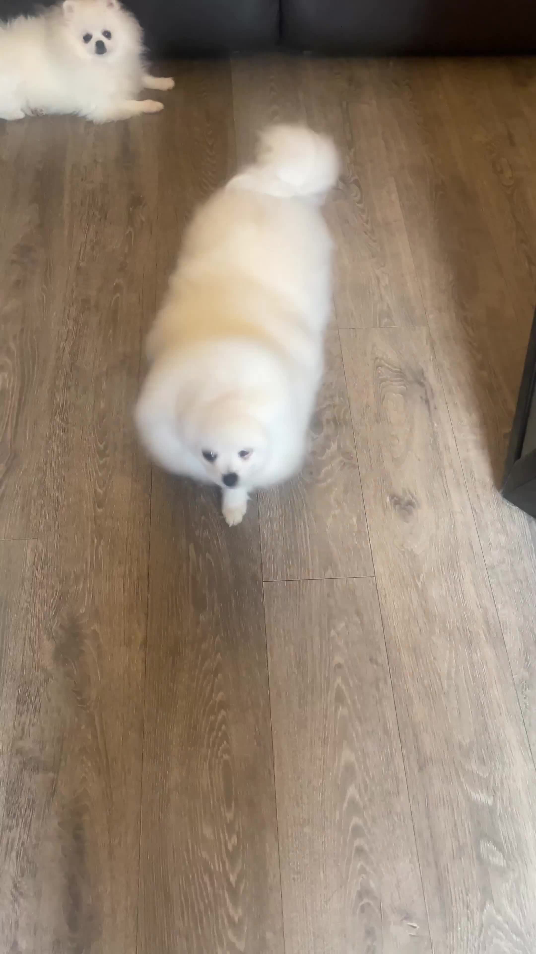 Pomeranian dogs for sale: Gorgeous pure white kc-reg Girl  - Video 1