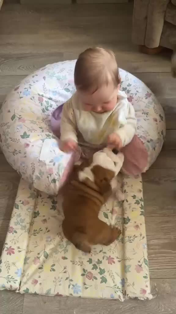 English Bulldog dogs for sale: Kc registered girl puppy - Video 3