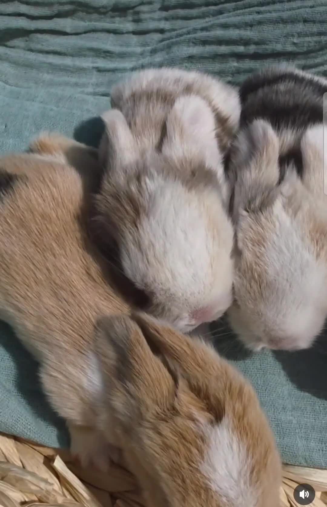 Mini Lop rabbits for sale: Stunning Harli Mini Lop Babies - Video 3