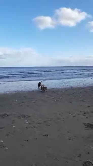 Mixed Breed dogs for stud: sheppered mailinos  - Video 1