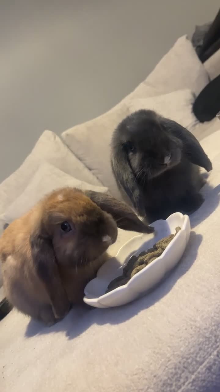 Mini Lop rabbits for sale: Two beautiful mini lops - Video 2