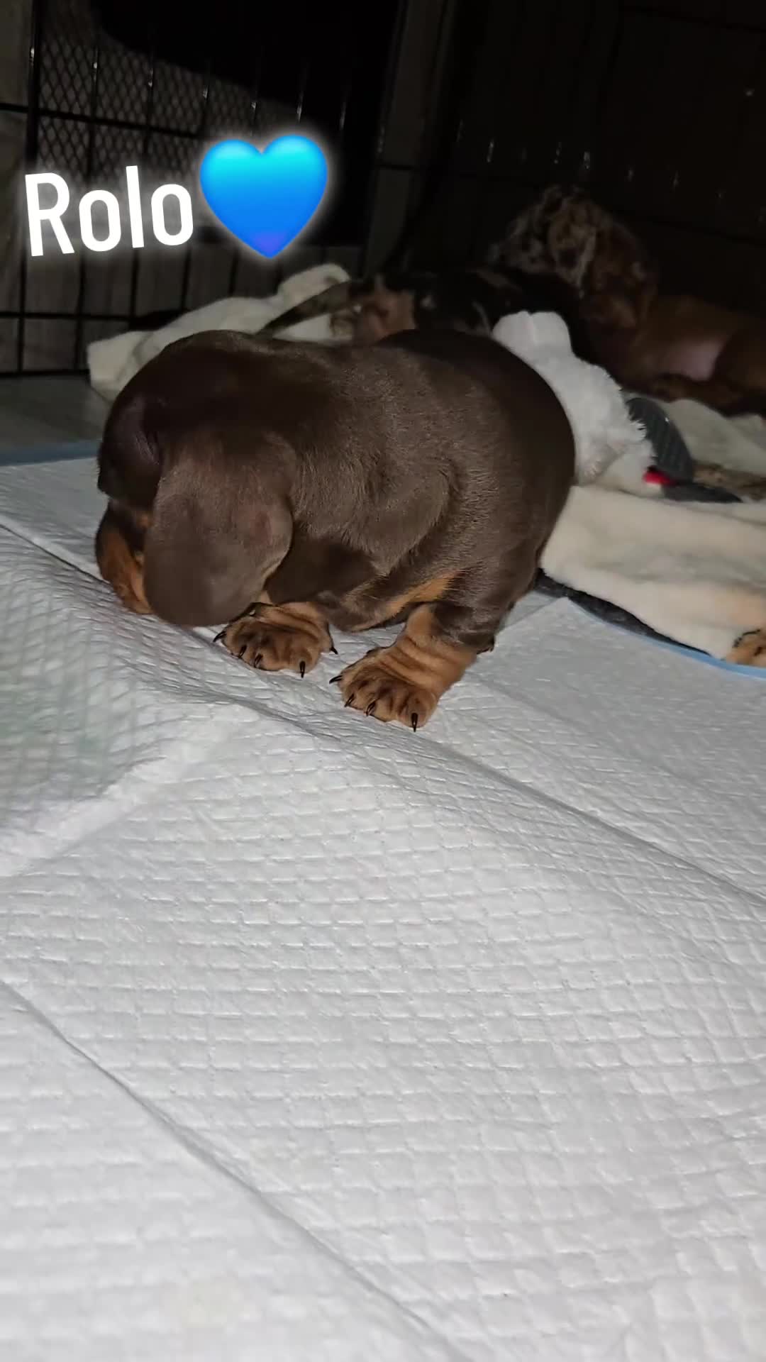 Dachshund dogs for sale: Beautiful KC REG dachshund pups - Video 1