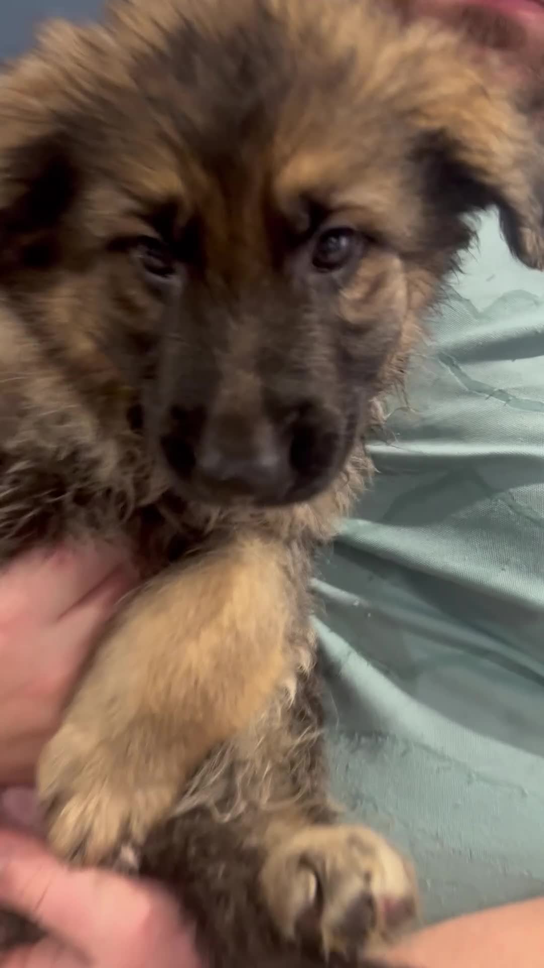 German Shepherd dogs for sale: German Shepherd puppies *Open to sensible offers* - Video 1