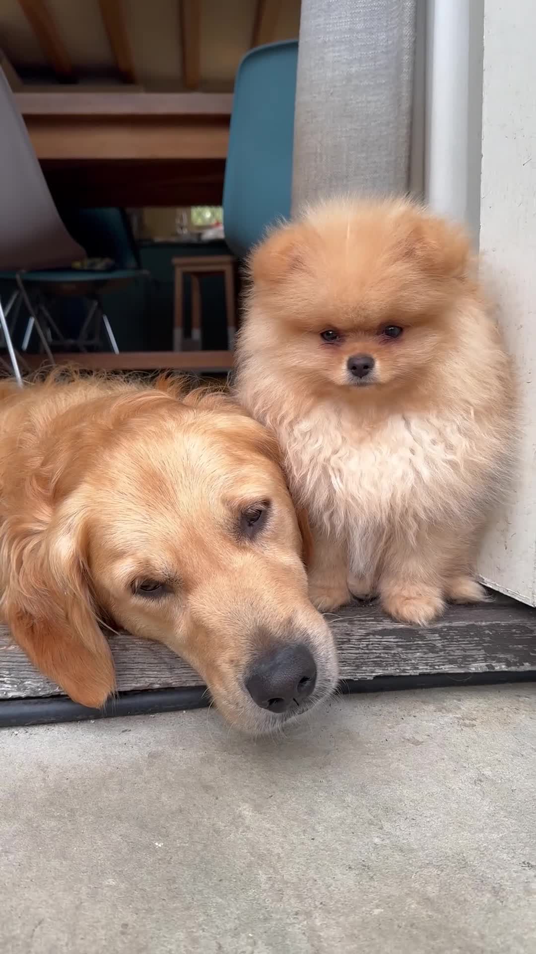 Pomeranian dogs for stud: Cream Pomeranian for stud. - Video 1