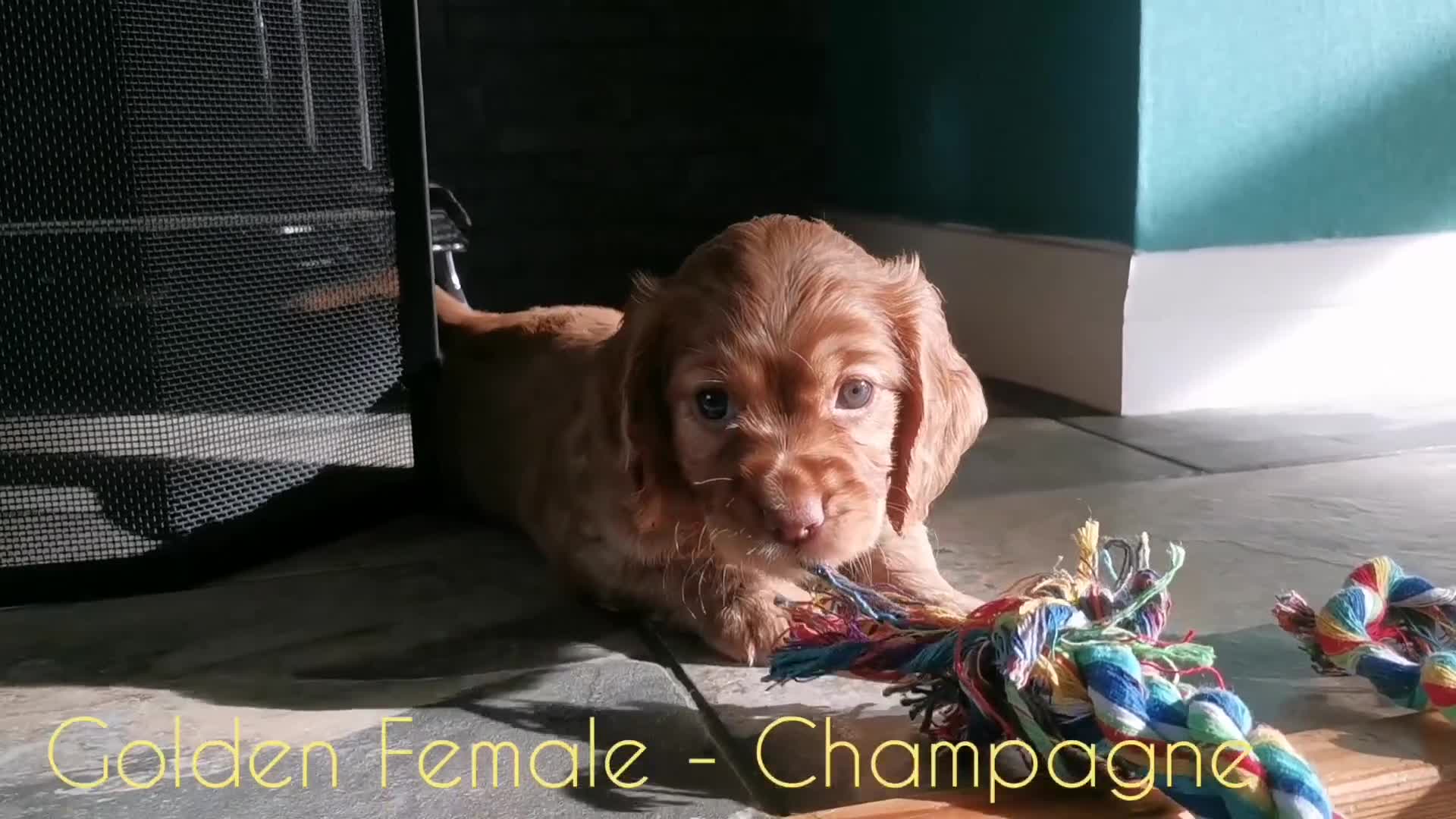 Cocker Spaniel dogs for sale: FTCH Pedigree Working Cocker Spaniels  - Video 2