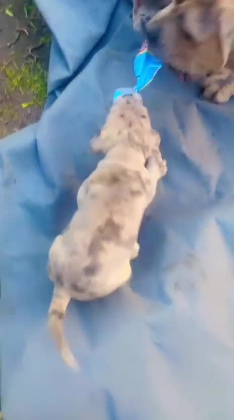 Cane Corso dogs for sale: Puppies ready to leave - Video 1